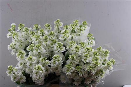 Matthiola incana StoX White