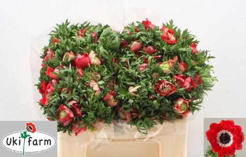 Anemone coronaria 'Levante Rosso'