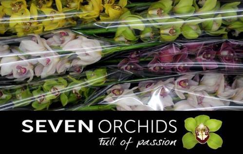 Cymbidium grootbloemig per tak gemengd