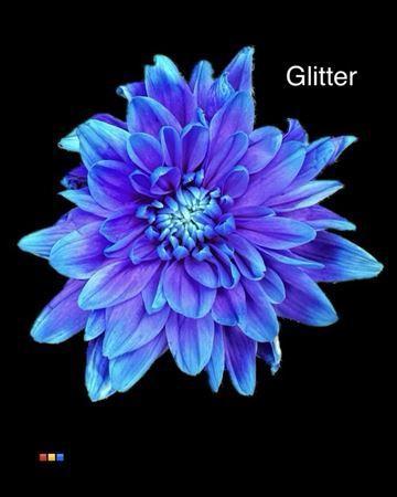 Chrysanthemum Indicum Grp tros kas kleurbehandeld H%