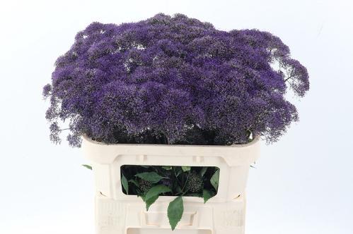 Trachelium caeruleum 'Corine Purple'
