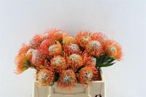 Leucospermum cordifolium 'Tango'