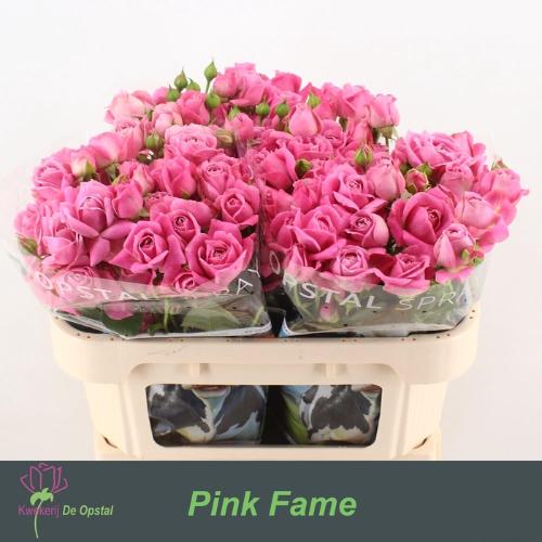 Rosa tros Pink Fame
