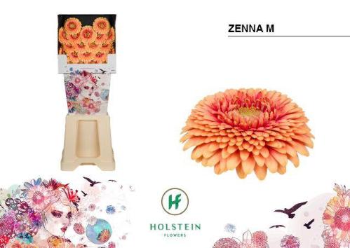 Gerbera mini bolvormig Gerponi Zenna M