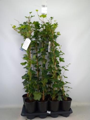 Hedera hibernica