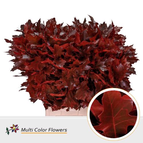 Quercus rubra kleurbehandeld H%