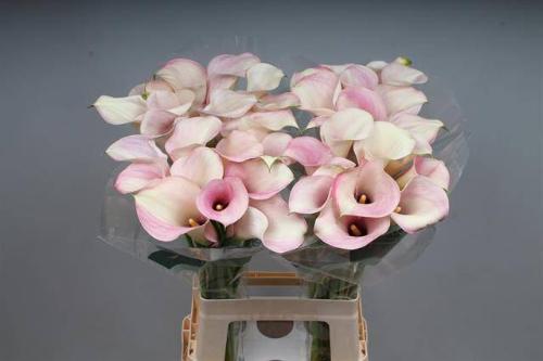 Zantedeschia 'Captain Rosette'