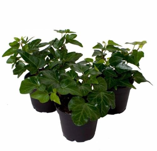 Hedera overig groen