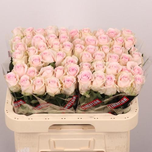 Rosa grootbloemig Revival Sweet