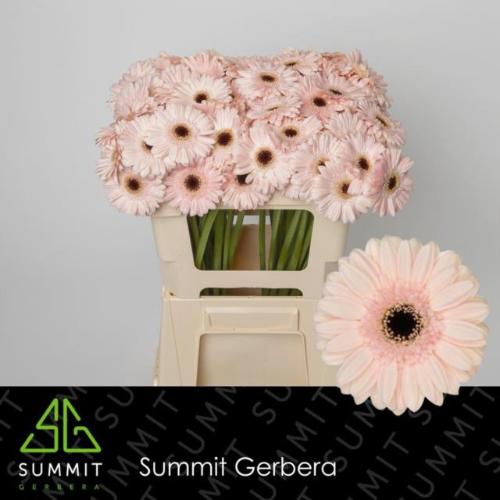 Gerbera mini 'Macaron'