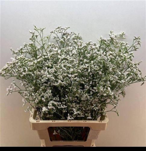 Limonium caspium 'White Neto'