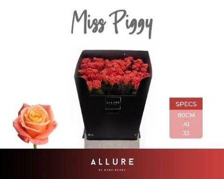 Rosa grootbloemig Miss Piggy+