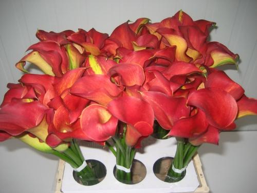 Zantedeschia 'Captain Trinity'