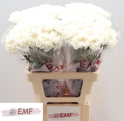 Dianthus standaard 'Holly'