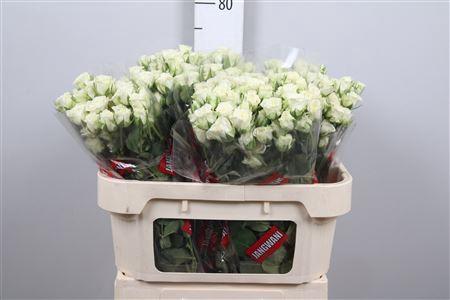 Rosa tros Snowflake