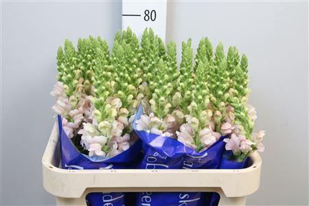 Antirrhinum majus 'Costa Silver'