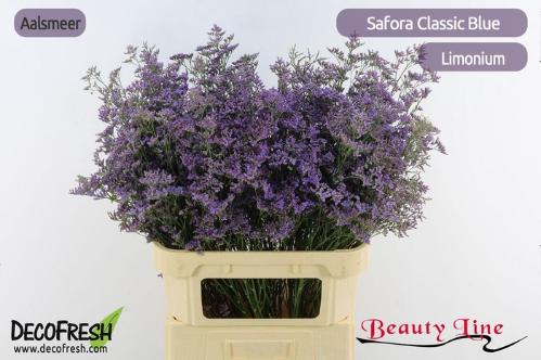 Limonium Safora Classic Blue