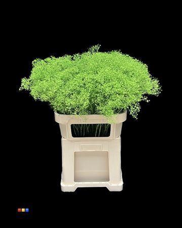 Gypsophila overig kleurbehandeld H%