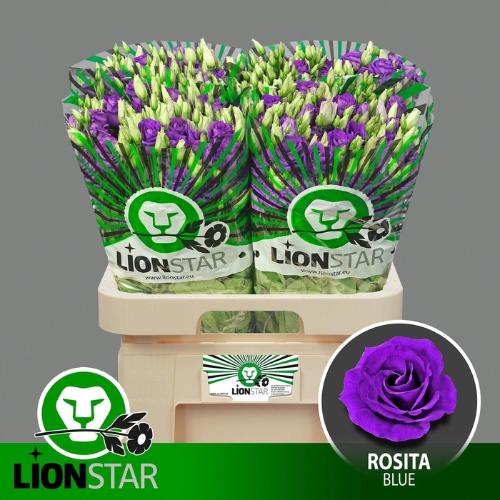 Eustoma russellianum gevuldbloemig 'Rosita Blue'