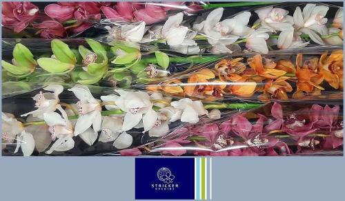 Cymbidium grootbloemig per tak gemengd