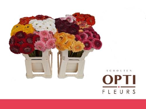 Gerbera Pomponi gemengd 2 kleuren