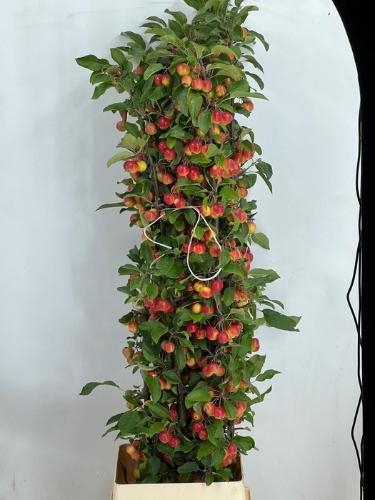 Malus 'Gorgeous'