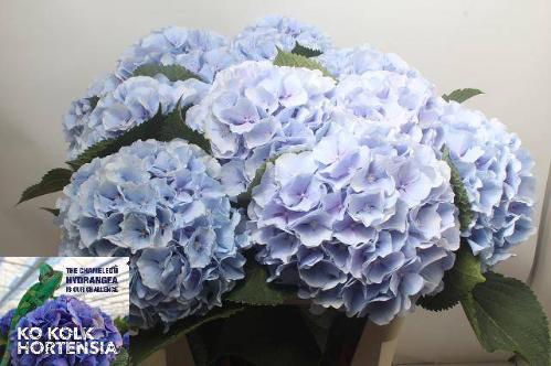 Hydrangea macrophylla 'Verena' (blauw)