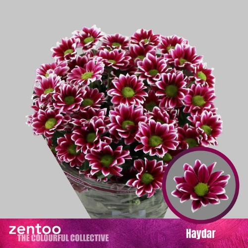 Chrysanthemum Indicum Grp tros kas Haydar