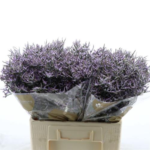Limonium Safora Lilac