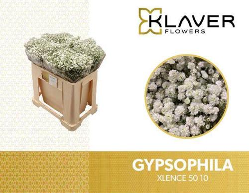 Gypsophila paniculata Xlence