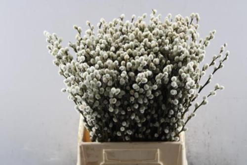 Salix caprea 'Snow Flake'