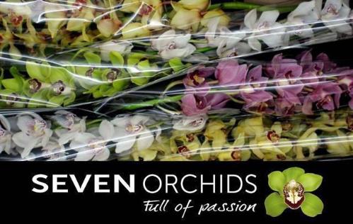Cymbidium grootbloemig per tak gemengd