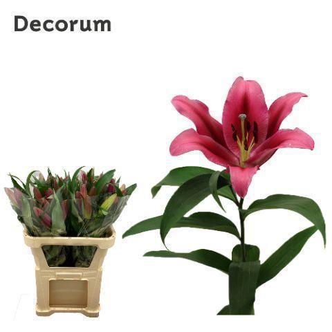 Lilium Oriental Grp 'Palazzo'