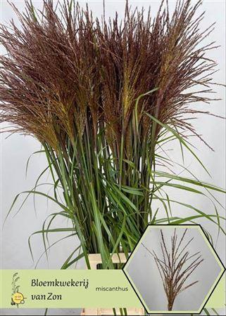 Miscanthus 'Rotfeder'