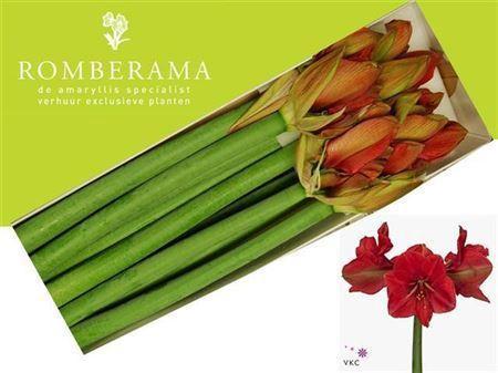 Hippeastrum Galaxy Grp 'Hercules'