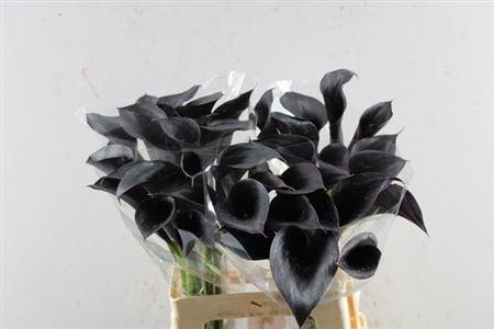 Zantedeschia 'Escape'
