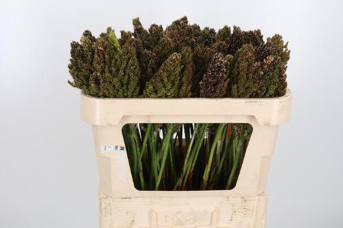 Sorghum bicolor