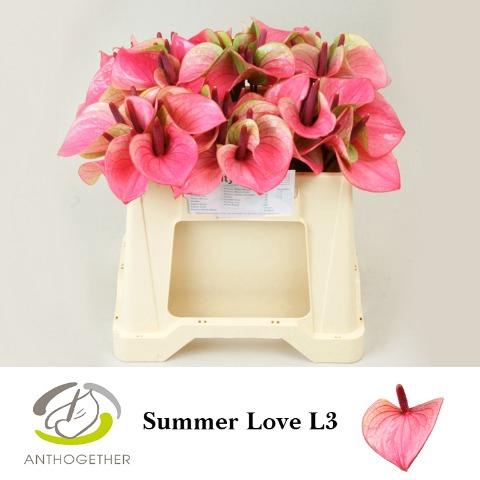 Anthurium Andreanum Grp Summer Love