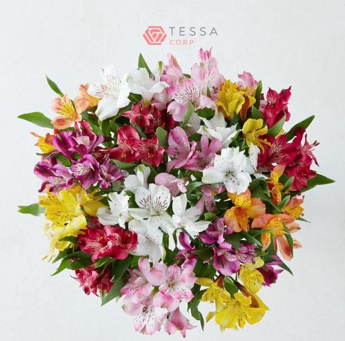 Alstoemeria gemengd in fust