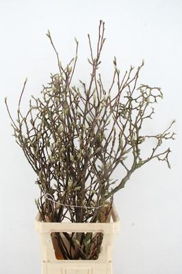 Magnolia grandiflora