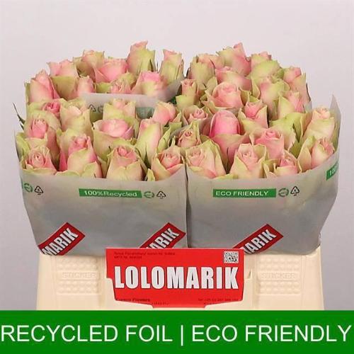 Rosa grootbloemig Belle Rose