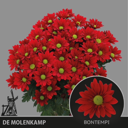 Chrysanthemum Indicum Grp tros kas Bontempi