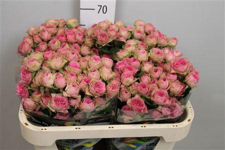 Rosa tros Pink Bijoux