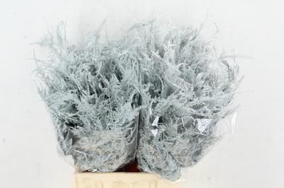 Asparagus overig kleurbehandeld H%