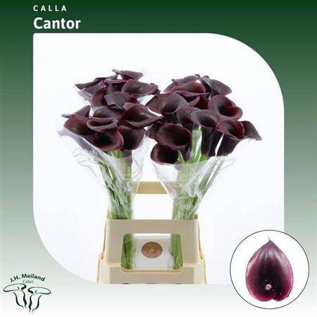 Zantedeschia 'Cantor'