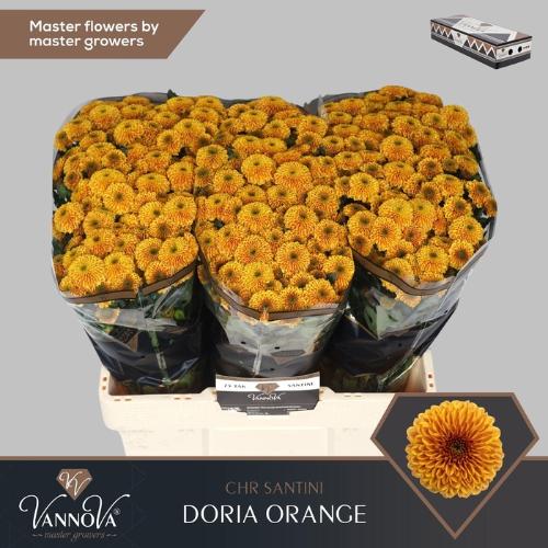 Chrysanthemum Indicum Grp tros santini Aaa Doria Orange