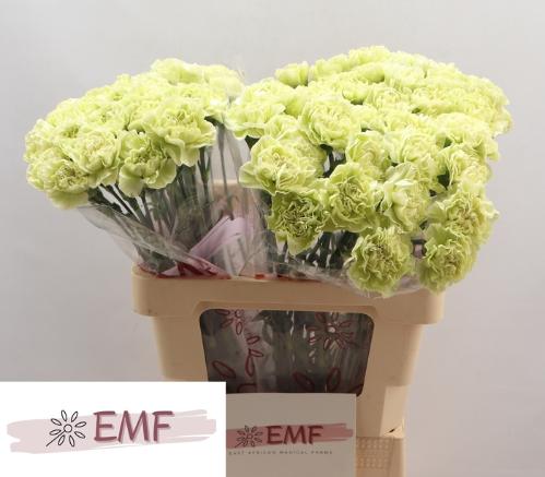 Dianthus standaard 'Lege Verde'