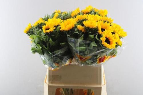 Helianthus annuus 'Orange Fire'