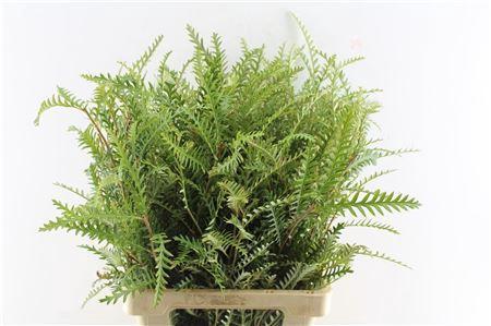 Grevillea 'Ivanhoe Bronze'