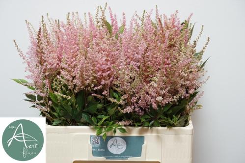 Astilbe Arendsii Grp 'Erika'